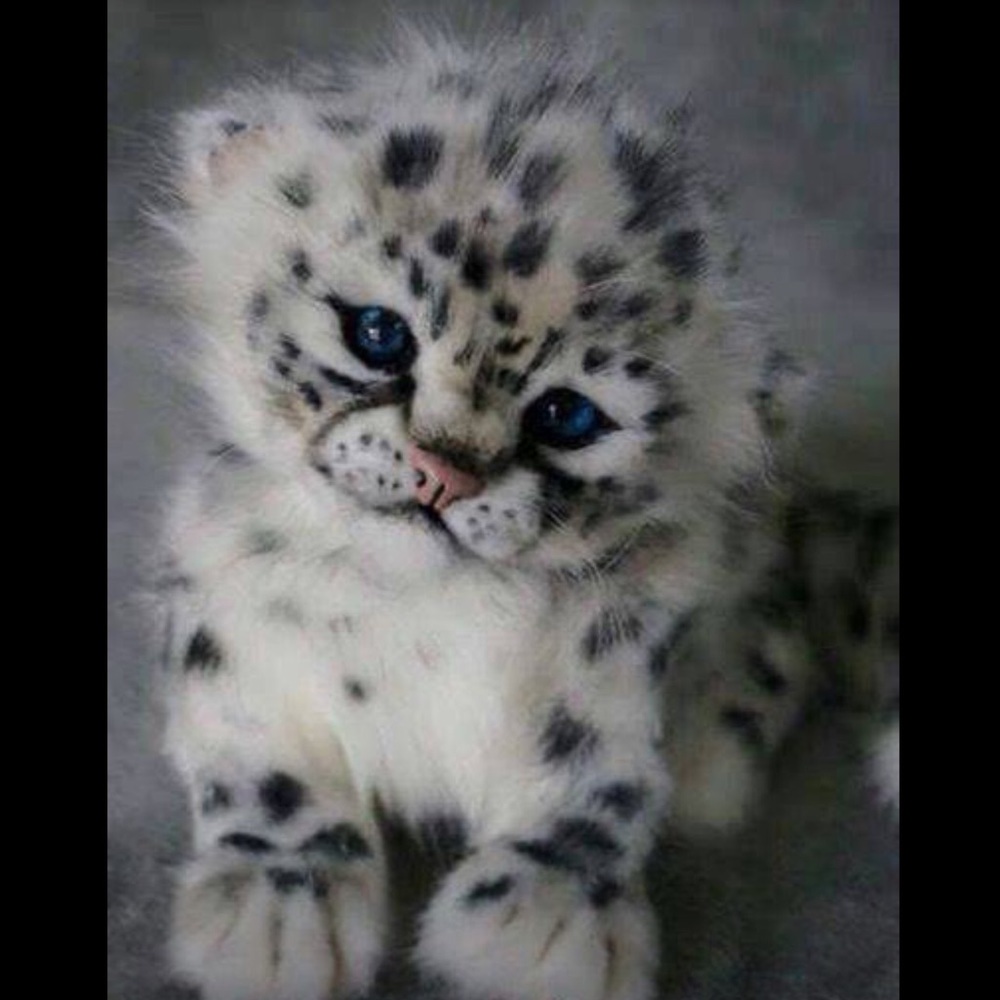 Meet your Posher, Roxanne